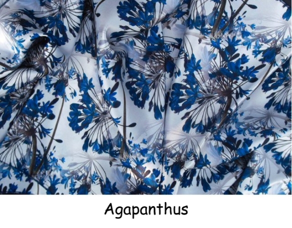 Agapanthus - blue (2)