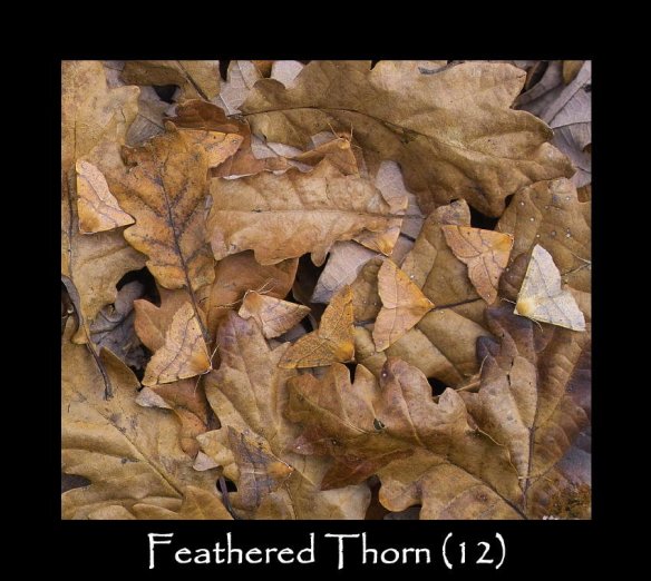 L Feathered Thorn (2)