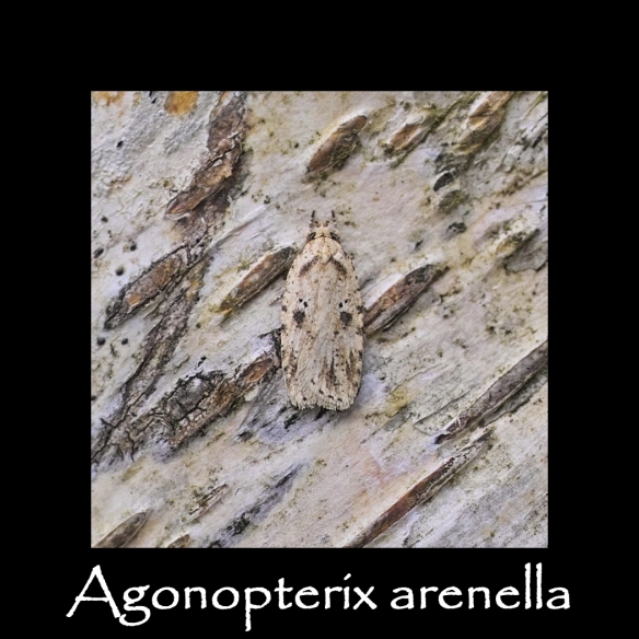 S Agonopterix arenella
