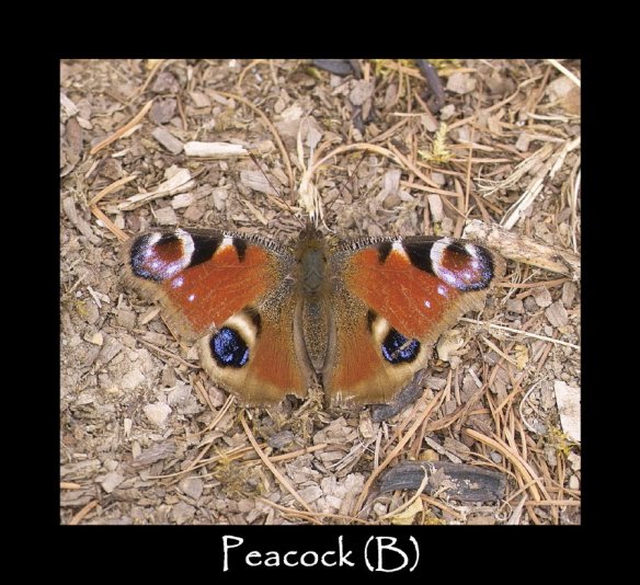 L Peacock (B)