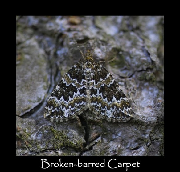 M Broken barred Carpet