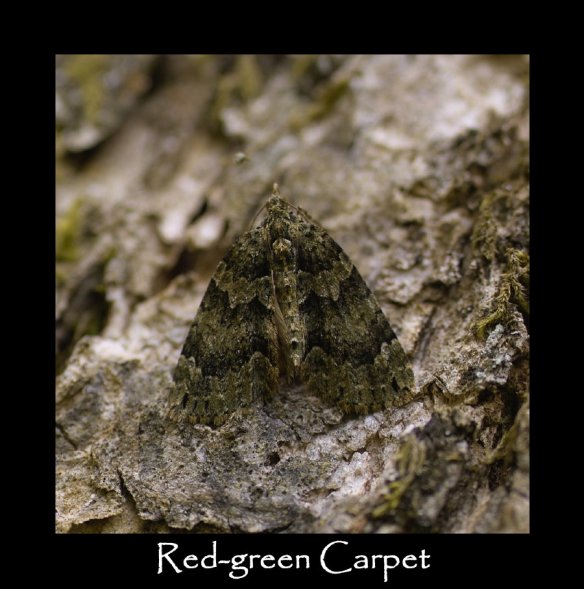 M Red-green Carpet