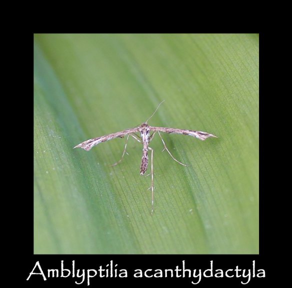 S Amblyptilia acanthydactyla