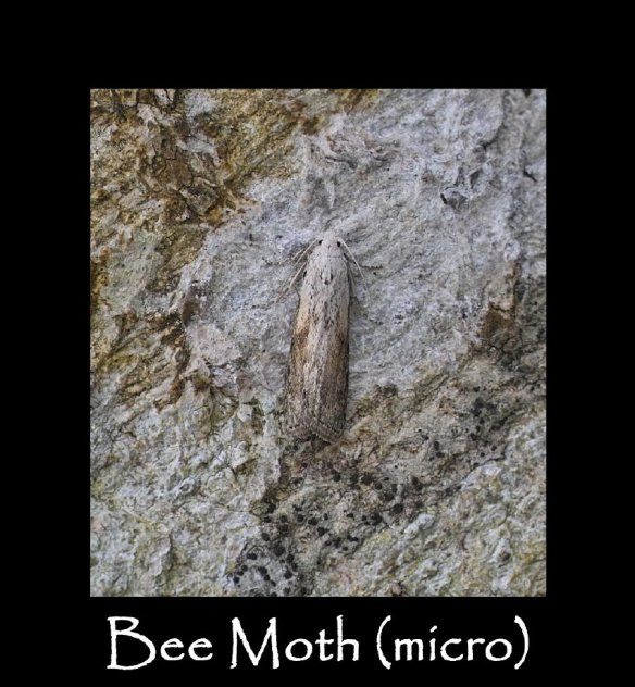 S Bee Moth ( micro )