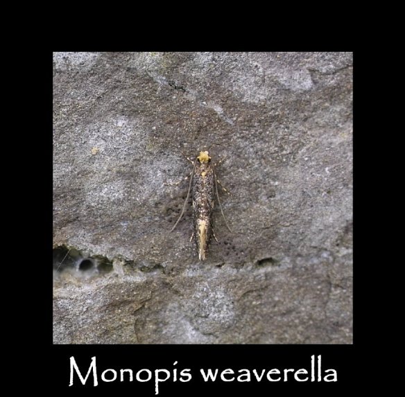 T Monopis weaverella 2