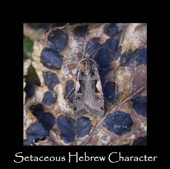 L Setaceous Hebrew Character
