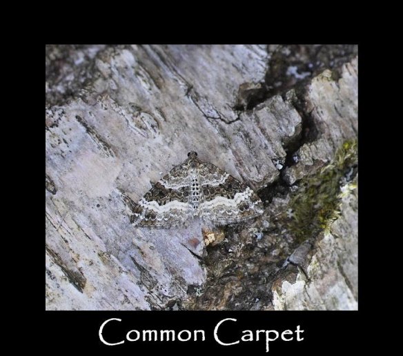 M Common Carpet