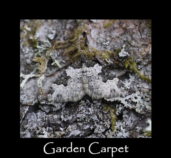 M Garden Carpet (2)