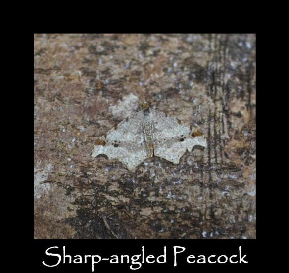 M Sharp-angled Peacock (2)