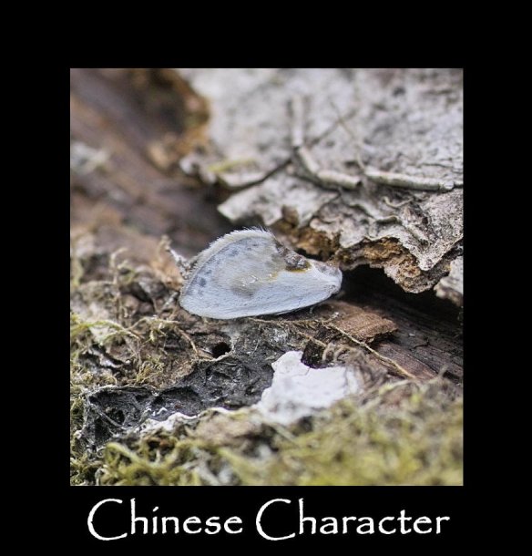 S Chinese Character