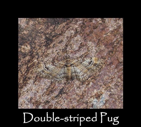 S Double-striped Pug