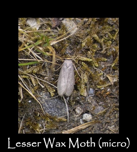 S Lesser Wax Moth (micro)