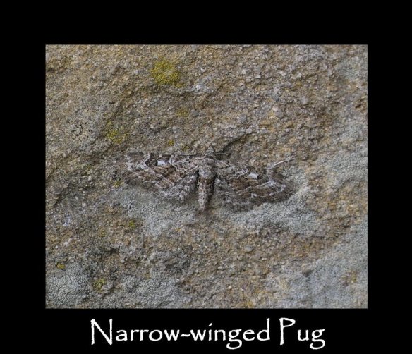S Narrow-winged Pug
