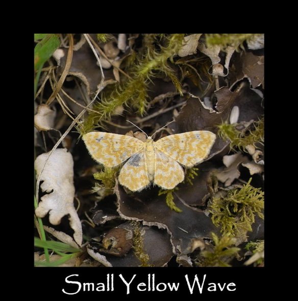 S Small Yellow Wave