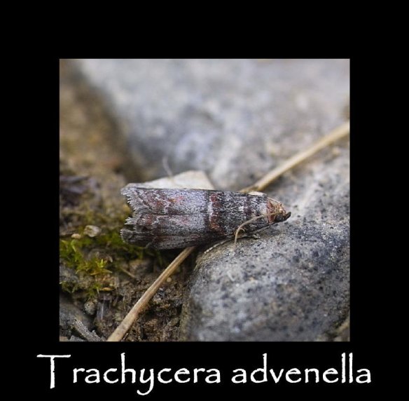 S Trachycera advenella 2 (2)