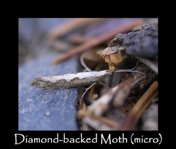 T Diamond-backed Moth (micro)