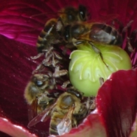 Honey Bees - My Journey of Discovery