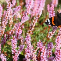 Favourite Insect Friendly Flowers and Plants - October